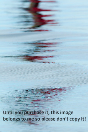 Water Reflections_Red_Cameron LA-9818