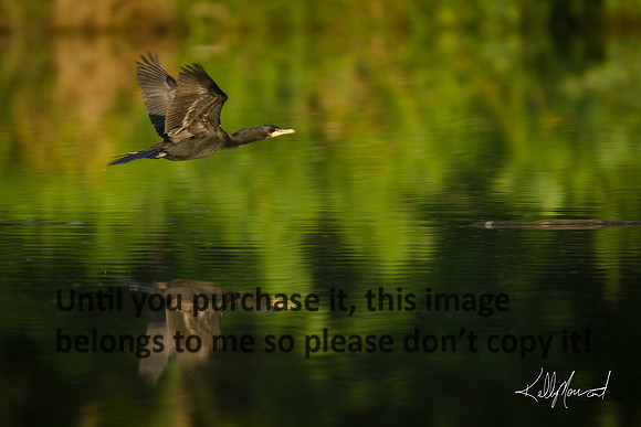 CormarantFlyingEarlyLight-JeffersonIsland-0561