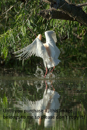Cattle Egret- Breeding Plumage_Jefferson Island La-05-03-14-0073