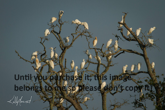 EgretsInTreeEarlyLight-JeffersonIsland-0525