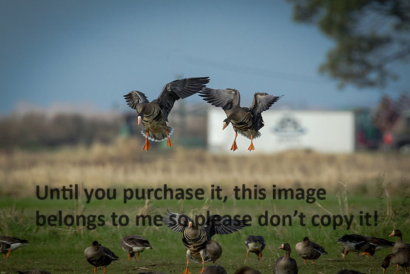 specklebelly-geese_gueydan-la_kelly-morvant-photog_01-11-15-1144