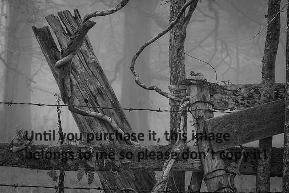 FenceVines-WinterFogBW_Lafayette-8873