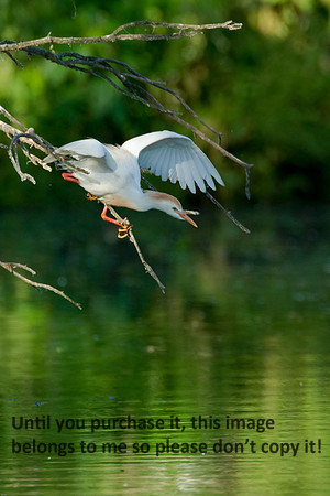 Cattle Egret- Breeding Plumage_Jefferson Island La-05-03-14-0049