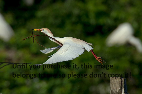 Cattle Egret- Breeding Plumage_Jefferson Island La-05-03-14-0114