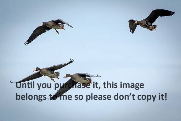 specklebelly-geese_gueydan-la_kelly-morvant-photog_01-11-15-1345