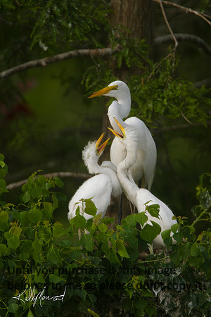 GreatEgret&ChicksNest-8678