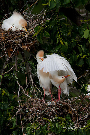 CattleEgretPairBreedingPlumagePreening-9498