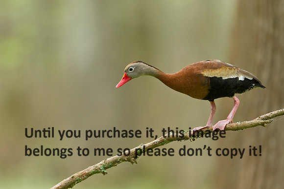 BlackBelliedWhistlingDuck-LakeMartin-7417