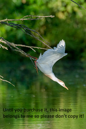 Cattle Egret- Breeding Plumage_Jefferson Island La-05-03-14-0056