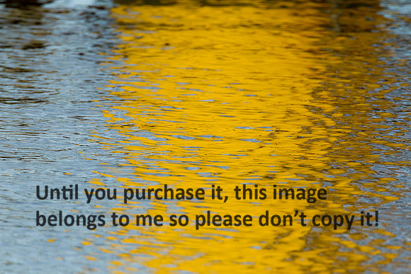 Water Reflections_Yellow_Cameron LA-9813