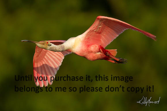 RoseateSpoonbillCloseupEarlyLightJeffersonIsland-0536