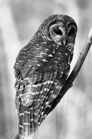Barred Owl Lake Martin_kelly-morvant-photography_6095_bw