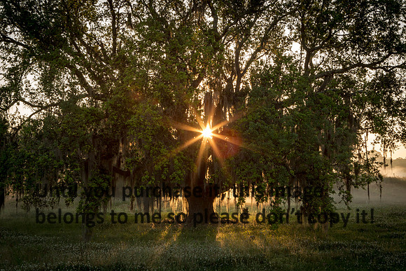 Live Oak Sunrise_ Spanish Moss_Jefferson Island La-05-03-14-9372