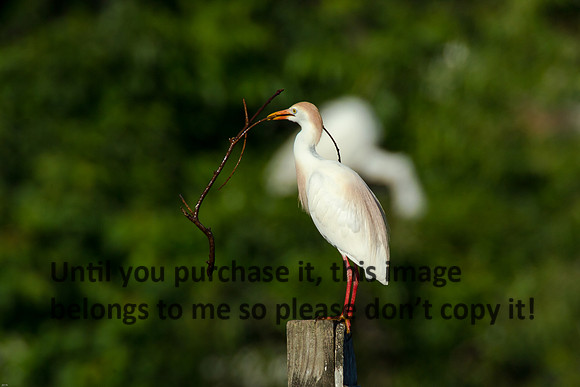 Cattle Egret- Breeding Plumage_Jefferson Island La-05-03-14-0109