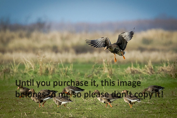 specklebelly-geese_gueydan-la_kelly-morvant-photog_01-11-15-1293