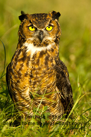 HornedOwl-StMartinville-4524