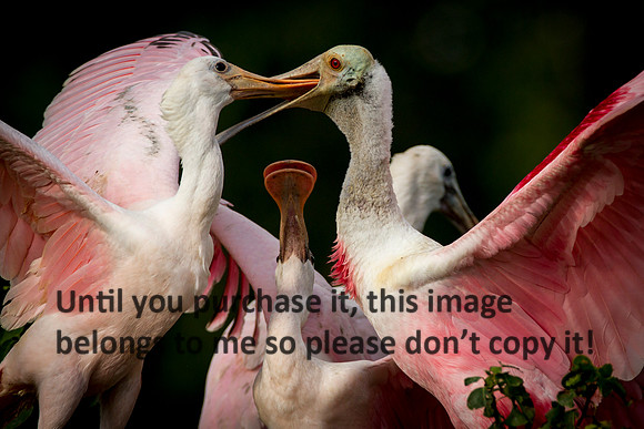 RoseateSpoonbillAdultFeedinImature_JeffersonIsland-8844